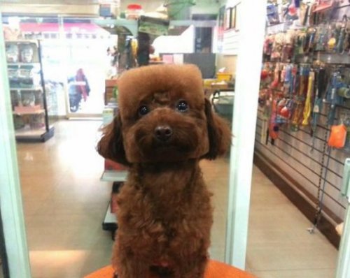 Необычные стрижки тайваньских собак (10 фото) Необычные стрижки тайваньских собак (10 фото)