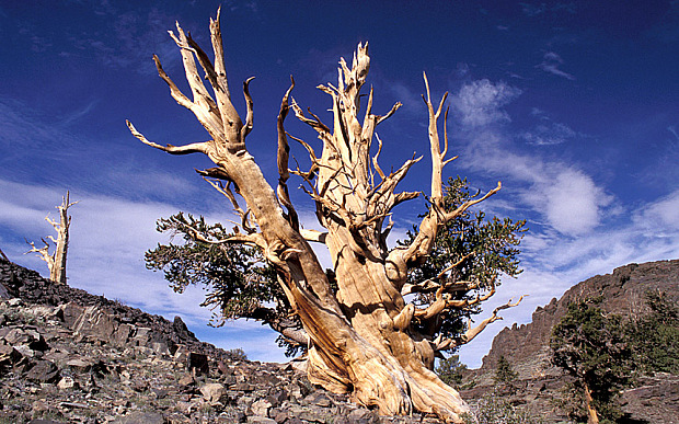сосны в Белой Горе, штат Калифорния, самые старые деревья в мире - некоторые из них достигли 5 000 лет 01.jpg 