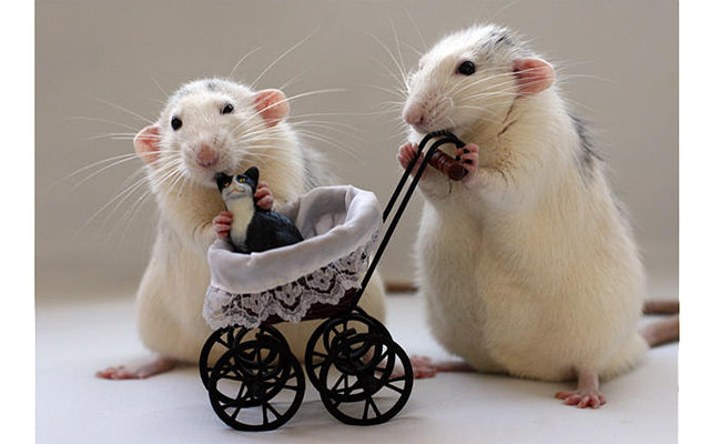 Очаровательные крысы: 