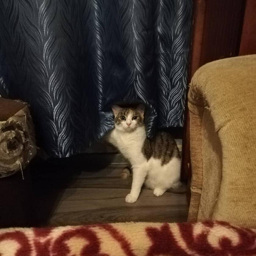Поймана на месте преступления 15 животинок, которые не на шутку обиделись на всех вокруг
(15 фото)