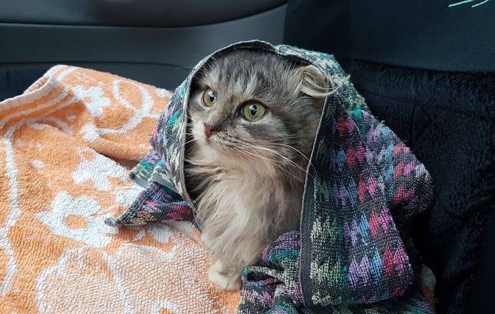 Спасение замёрзшего котёнка