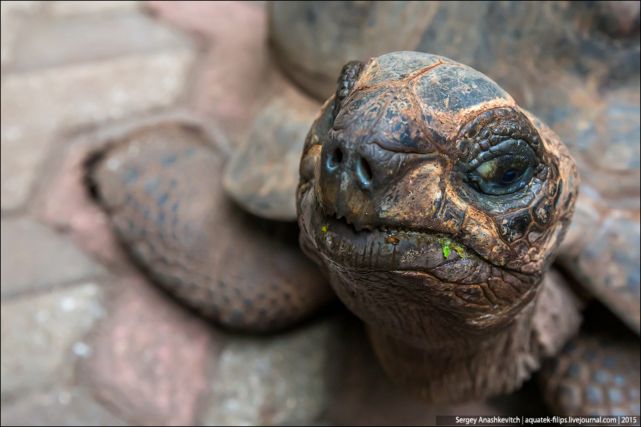 Гигантская черепаха / Giant tortoise