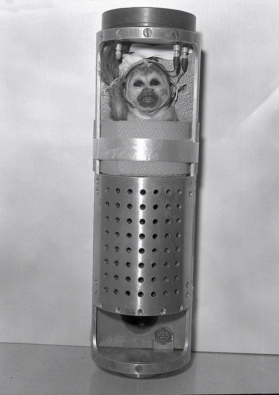 animalspace04 animalspace04 565x800 История покорения космоса животными