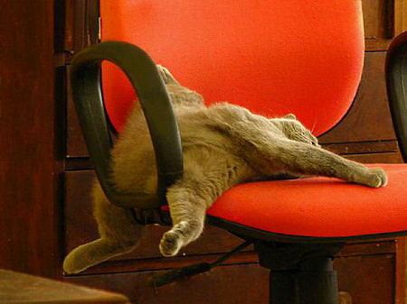 Как спят коты и кошки Как спят коты и кошки...