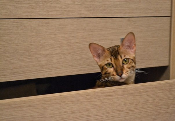 Уходи, человек, это мой комод животные, коты, прикол, юмор
