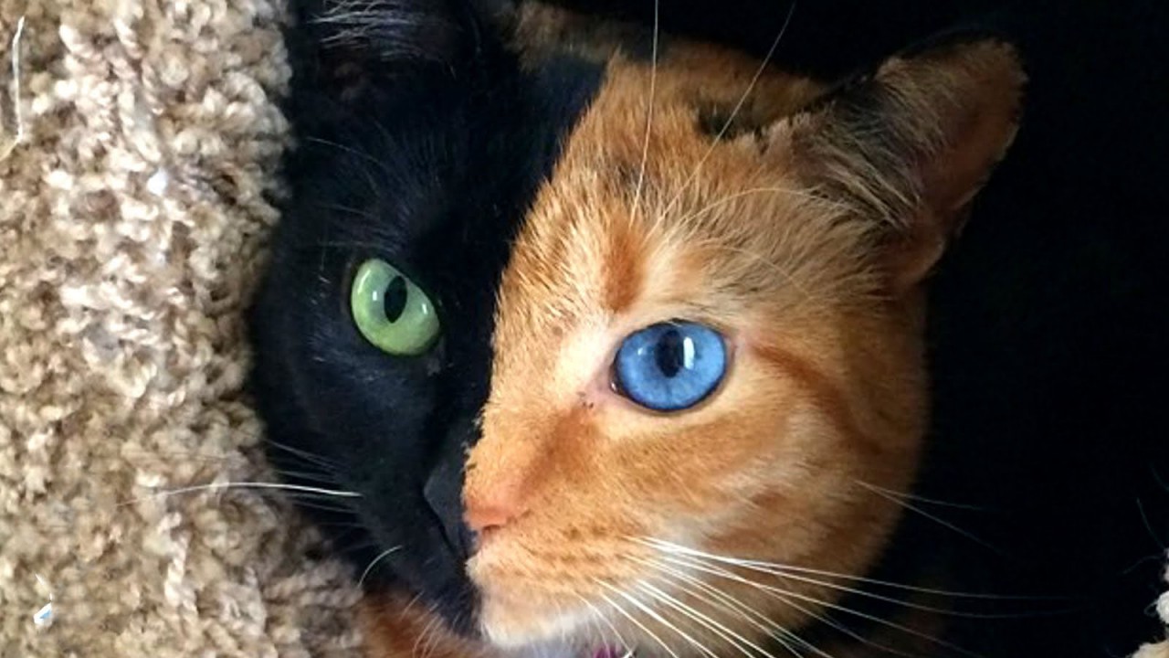 30 животных, которых природа разрисовала с юморком 30 животных, которых природа разрисовала с юморком