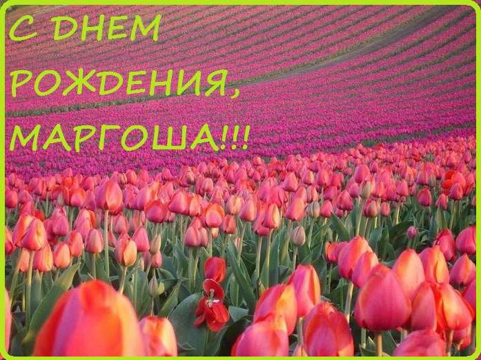 марго с днем рождения картинки онлайн
