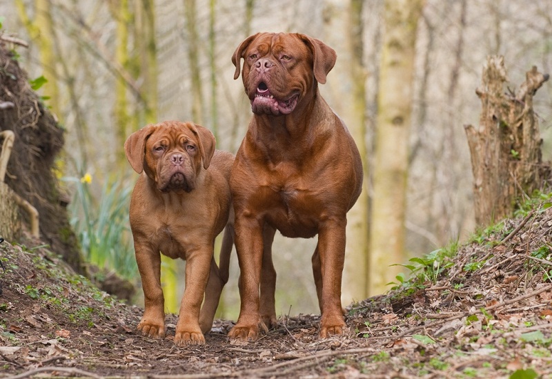 большие собаки породы: Бордоский дог фото