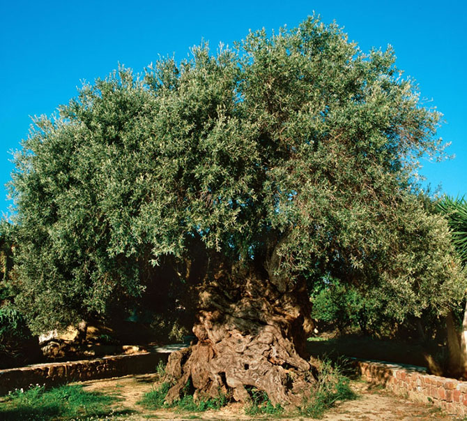 Удивительные деревья нашей планеты