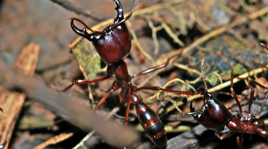 Инопланетяне рядом с нами