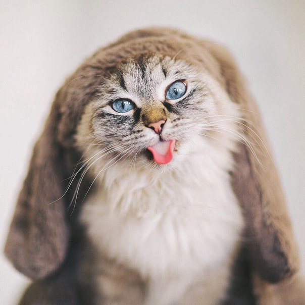 Мега фотогеничный котэ