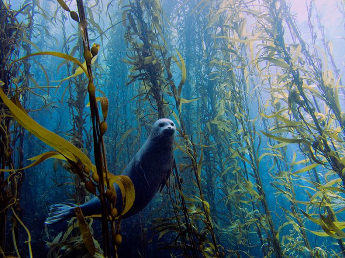 ������ ������ �������� ��������� ���������� �RSMAS Underwater Photography 2013�