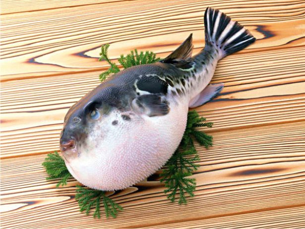 Блюдо из этой рыбы по праву считается самым опасным, так как в определенных частях тела фугу содержится яд нервно-паралитического действия - тетродотоксин. Яд шар-рыбы в 25 раз сильнее кураре и в 275 раз токсичнее цианидов. Всего всего 1 мл тетродото еда, рыба, фугу