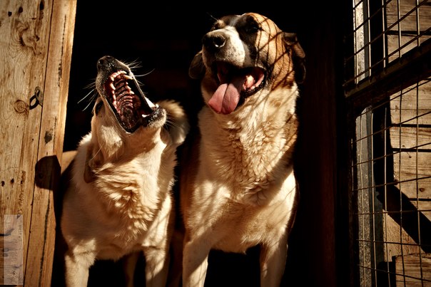 Реальность сложного, но приятного хобби. Я владелец приюта......