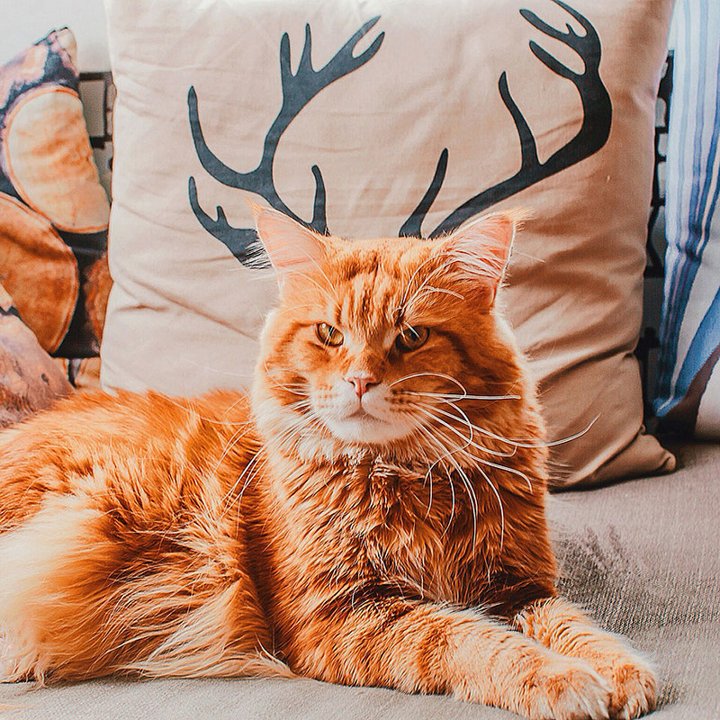 кот