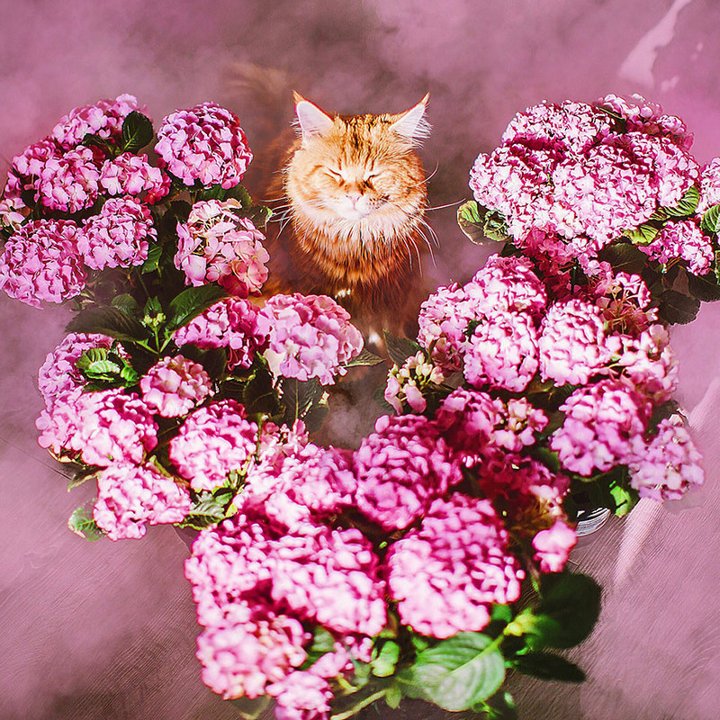 кот