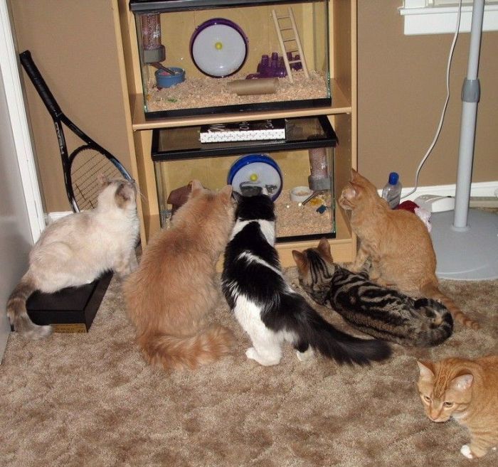 Смешные и просто красивые фотографии кошек (136 фото)