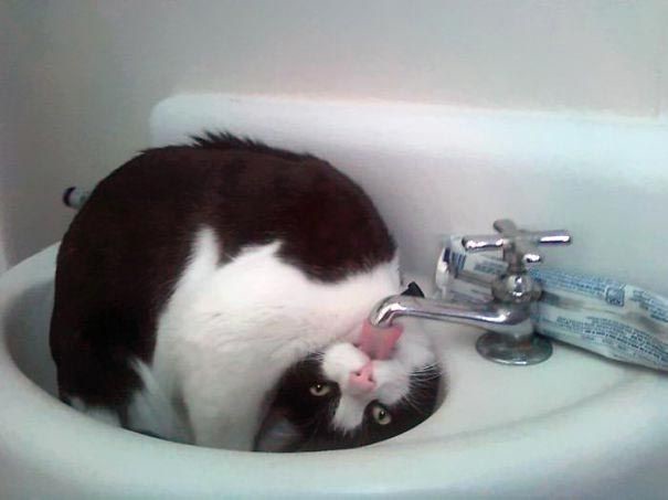 "Сломанные" коты, которые обожают воду вода, купаться, мыться