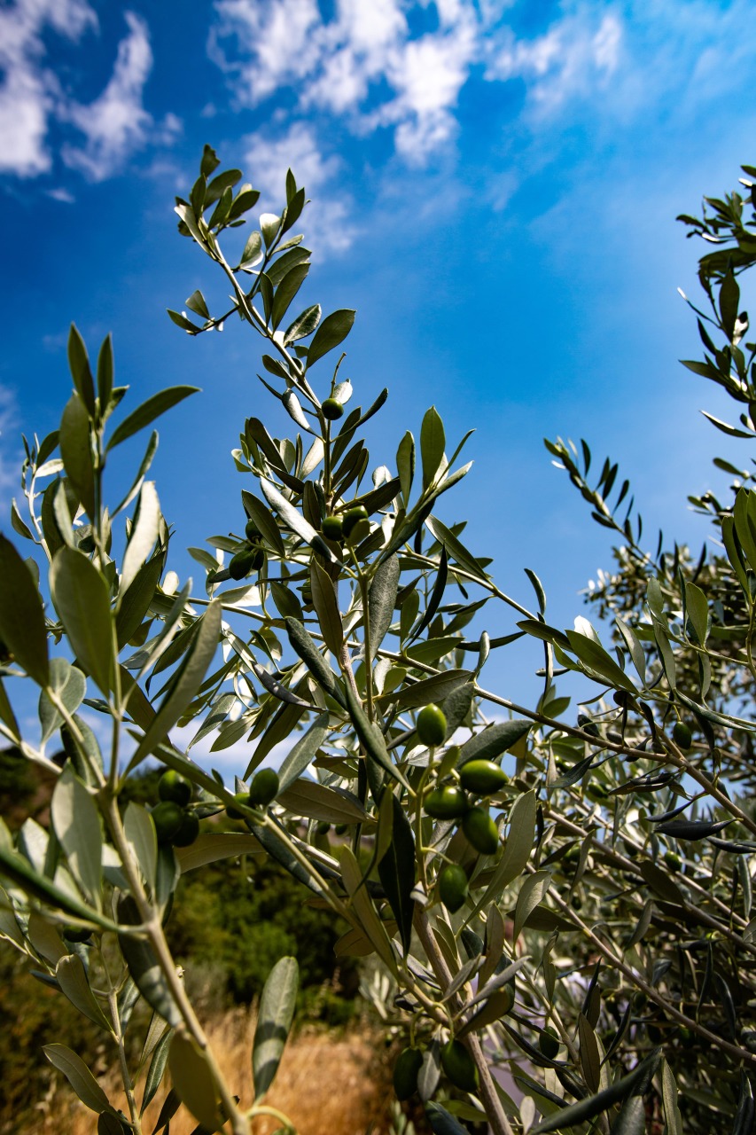 Масличная культура оливковое дерево