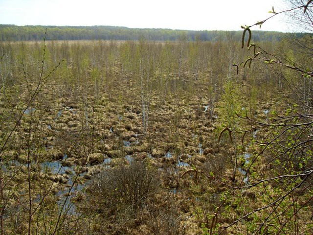 Большое моховое болото 7 загадок Урала, загадки природы