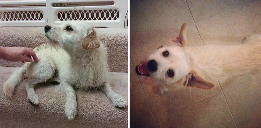 pet-adoption-before-and-after-16__880