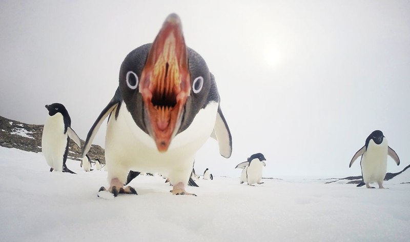 20 лучших фотографий года по версии читателей National Geographic 20 лучших фотографий года по версии читателей National Geographic
