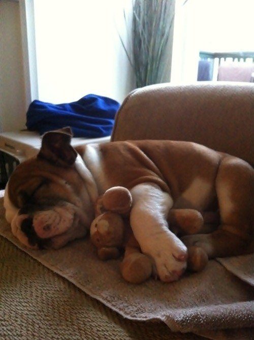 Животные, мягкие игрушки и обнимашки