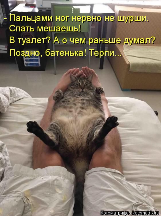 Лучшие котоматрицы недели