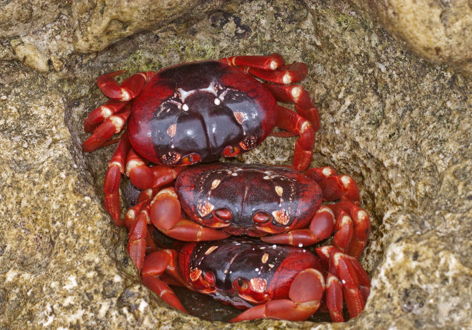 cua đỏ trên đảo Chrismas, cua đỏ di cư, Cua đỏ gecarcoidea natalis, đảo Giáng Sinh