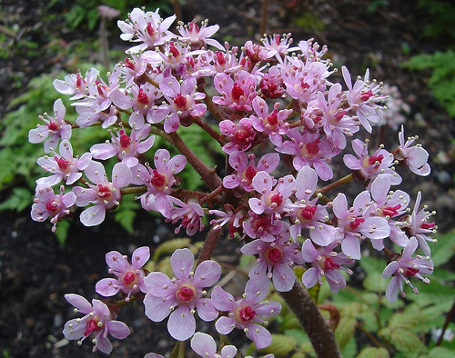 Дармера щитовидная (Darmera peltata)