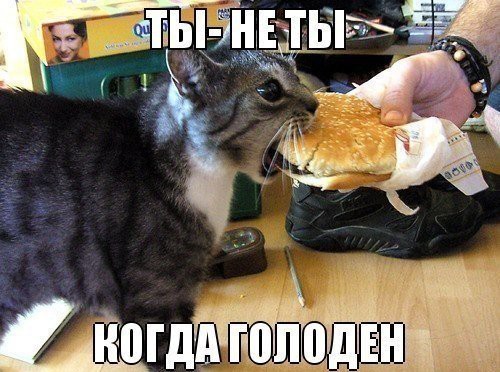 Ты не ты когда голоден! Ты не ты когда голоден, позитив, прикол, юмор