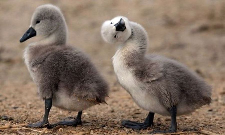 NewPix.ru - ������������ ���������� ��������