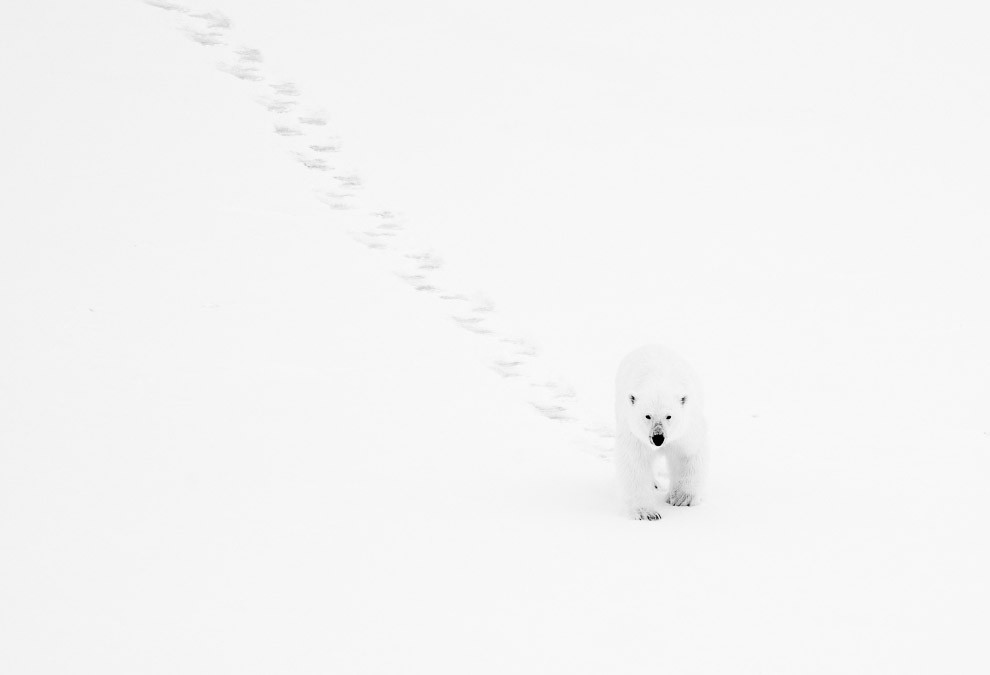 Белый медведь на Шпицбергене.  national geographic, конкурс, фотография, фотоконкурс