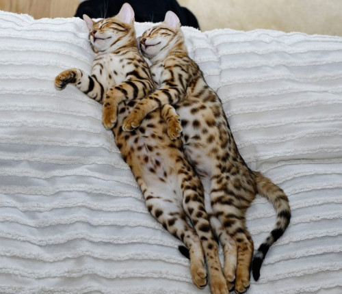 Животные двойники кошки спят