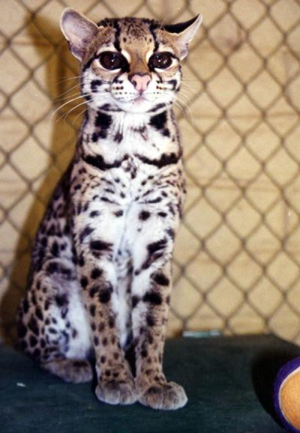 Необычный и милый котейка Маргай