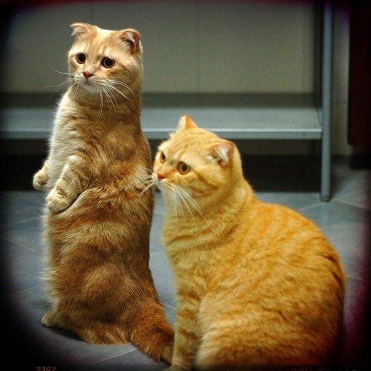 Рыжая кошка в доме — это кусочек солнышка! кошаки, рыжие