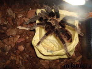 паук,рассказ о пауках,животные,рукописное творчество,паук фотографии