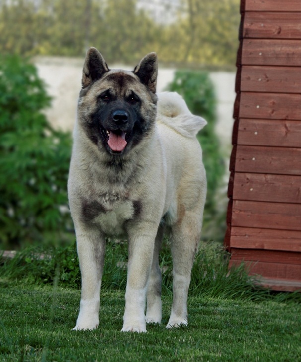 крупные породы собак: Американская акита (большая японская собака) фото