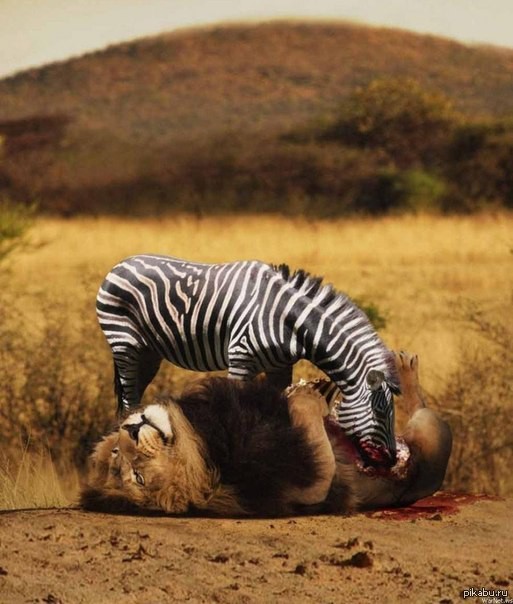 Ты не ты когда голоден! Ты не ты когда голоден, позитив, прикол, юмор