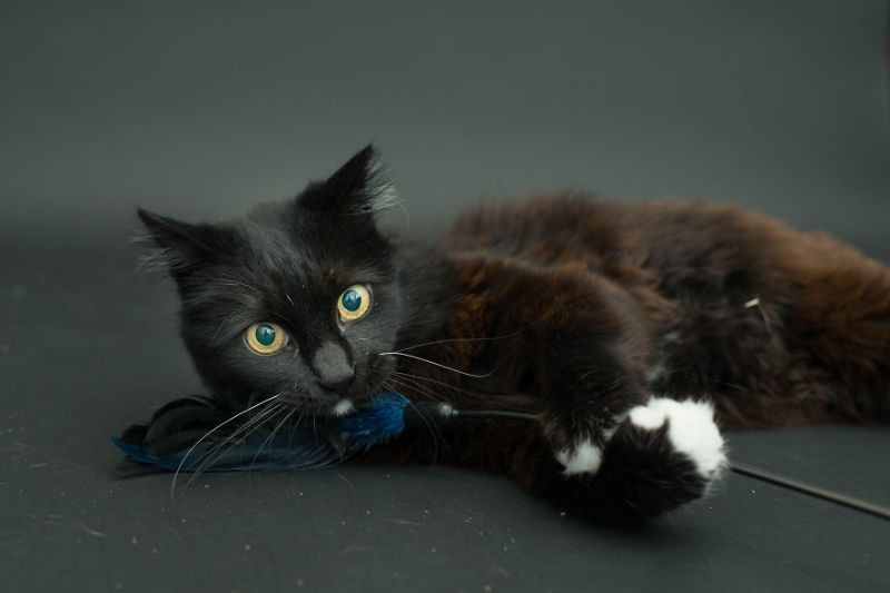 Черные коты, умирающие из-за человеческих предрассудков Черные коты, умирающие из-за человеческих предрассудков предрассудки, черные коты