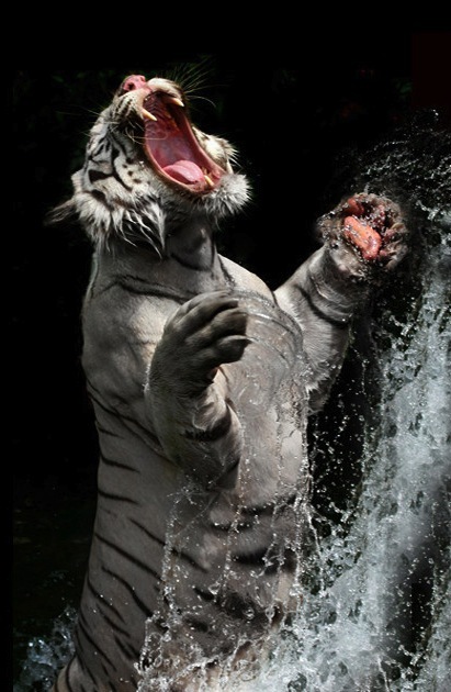 Красивые фотографии белых тигров