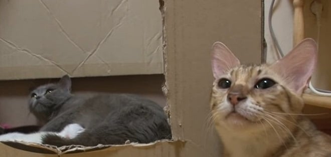 Кошка плачет Грустная кошка