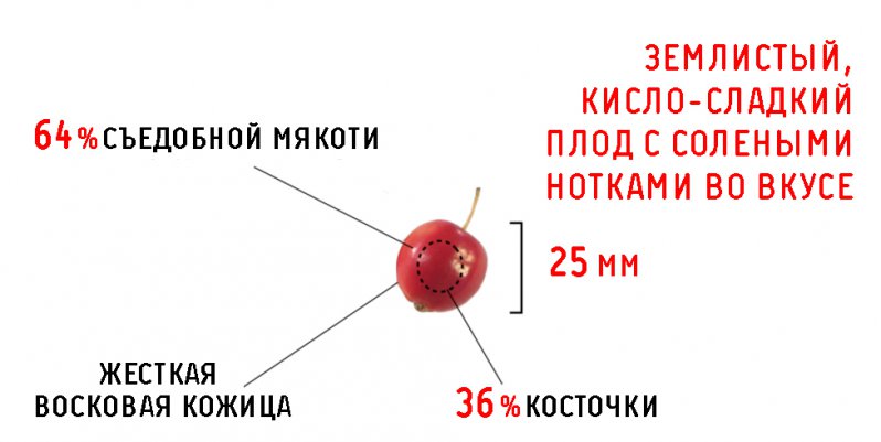 Дикий персик гмо, овощи, факты, фрукты