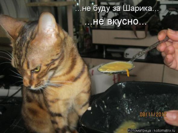 Котоматрицы (картинки с надписями)