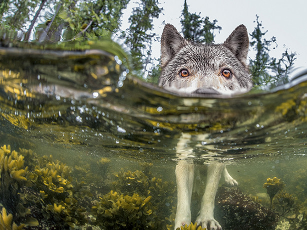 20 лучших фотографий года по версии читателей National Geographic 20 лучших фотографий года по версии читателей National Geographic