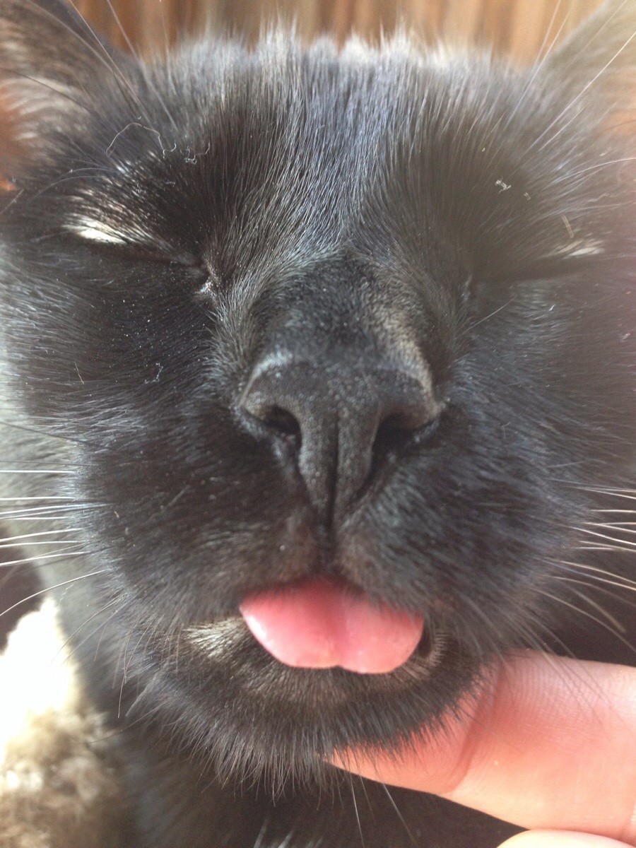 Язык крупным планом.