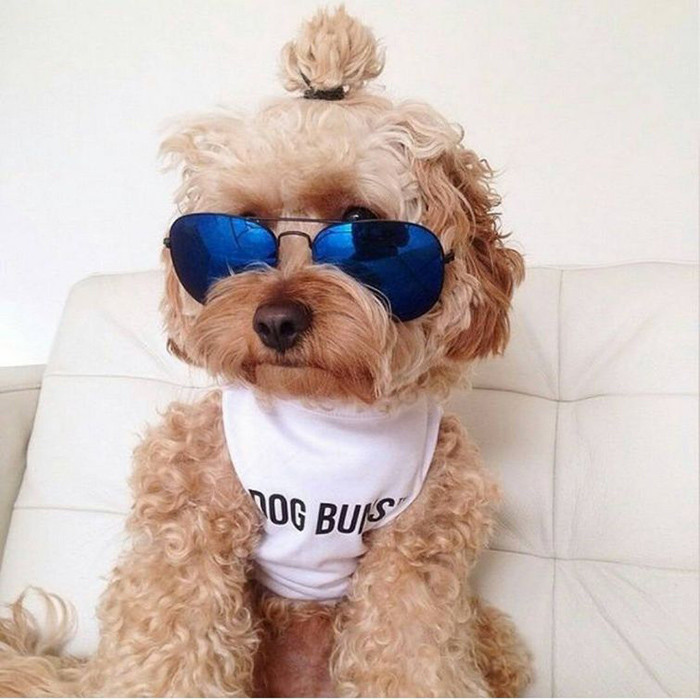 Собаки с гульками — новый модный тренд в мире моды гулька, мода, собака