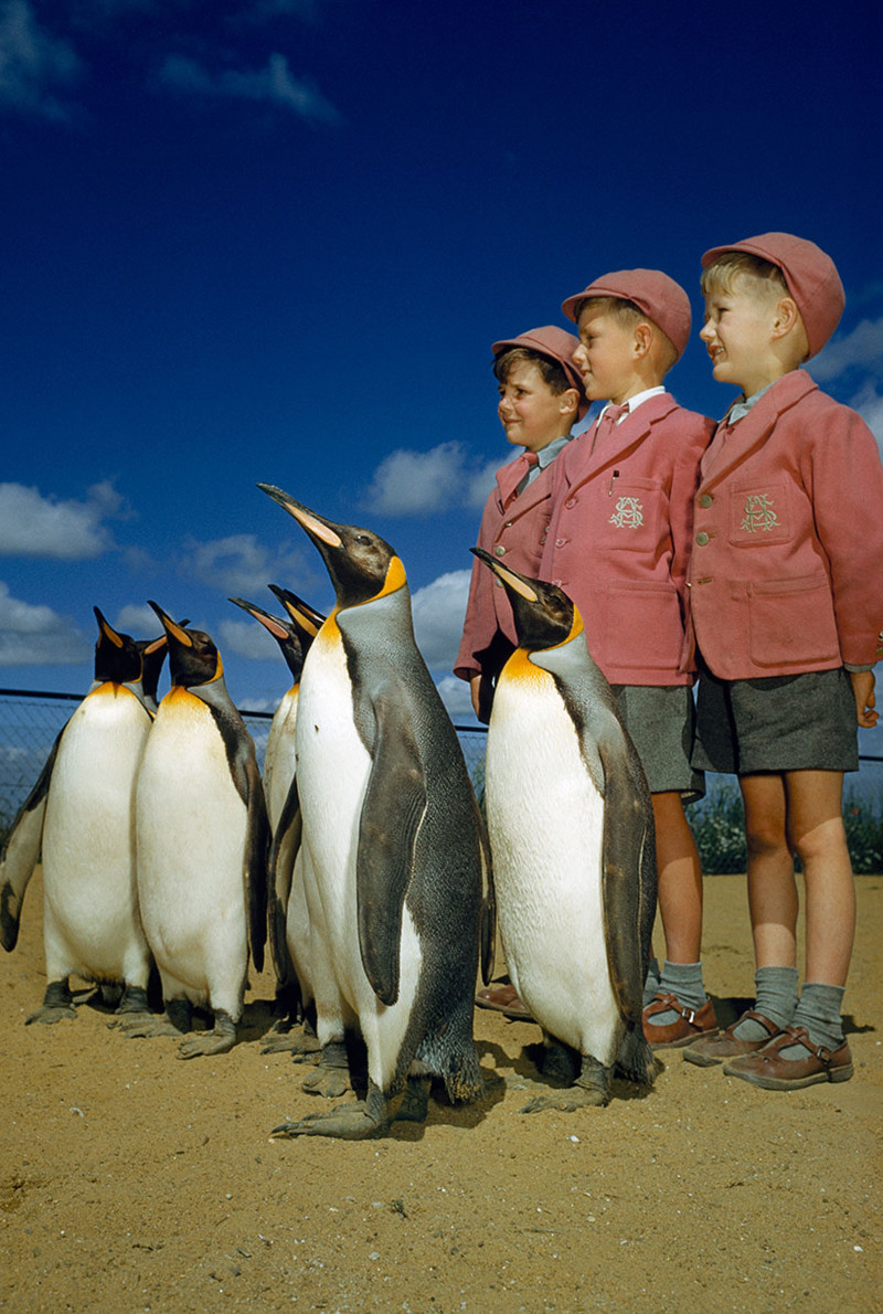 19.        .  , 1953 national geographic, , , 
