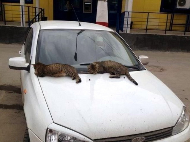 Автомобильные фотоприколы Автомобильные фотоприколы авто, прикол