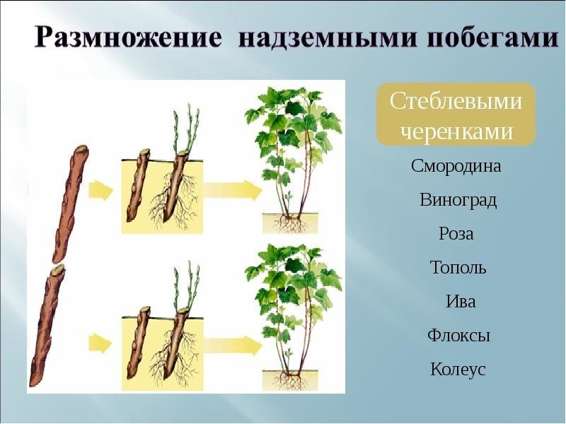 ФЛОКСЫ СЕМЬ СПОСОБОВ РАЗМНОЖЕНИЯ ФЛОКСЫ СЕМЬ СПОСОБОВ РАЗМНОЖЕНИЯ